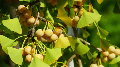 Ginkgo Biloba